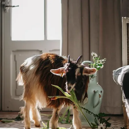 Chateau Les Carrasses 4* Capestang