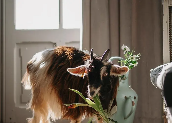 Château Les Carrasses 4* Capestang